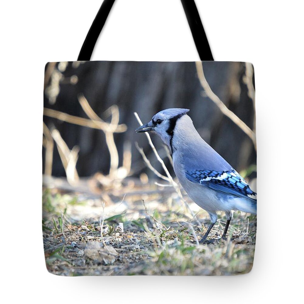 Animal Tote Bag featuring the photograph Jay Walkin by Bonfire Photography