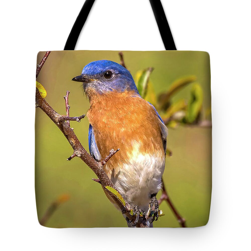 Bluebirds Tote Bag featuring the photograph Jekyll Bluebird by DB Hayes