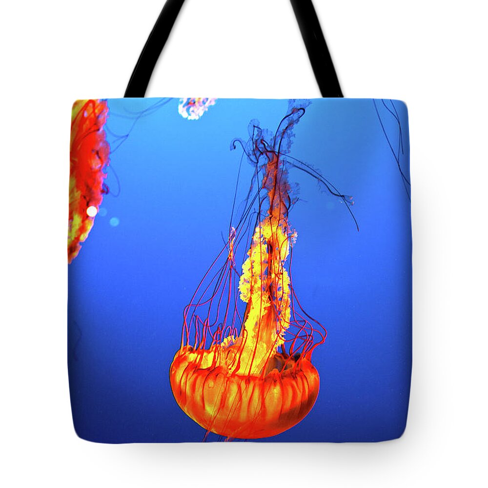 Jellyfish Tote Bag featuring the photograph Jelly Fish by Canadart -