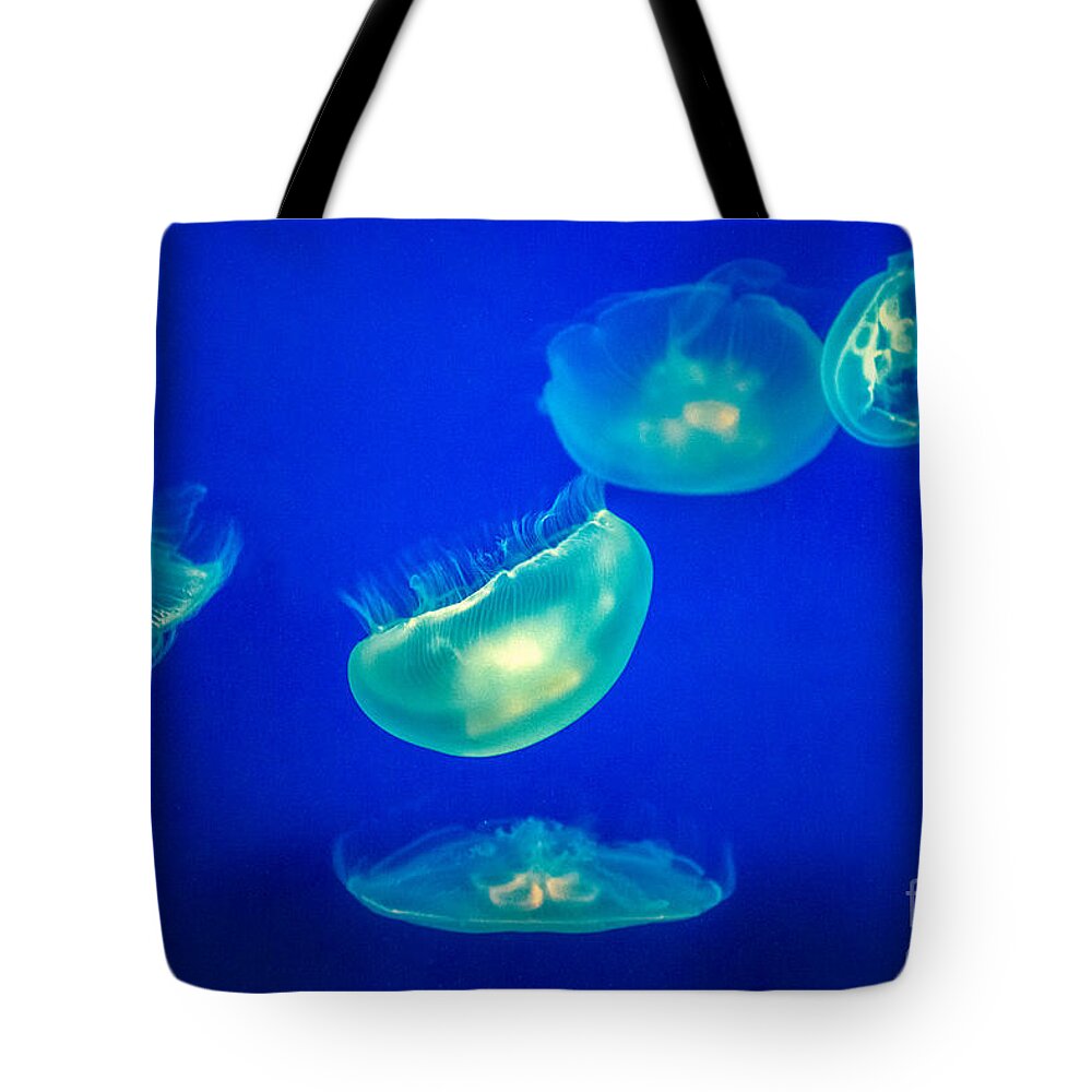 Jellyfish Or Jellies Are The Major Non-polyp Form Of Individuals Of The Phylum Cnidaria. Free-swimming Marine Animals Consisting Of A Gelatinous Umbrella-shaped Bell And Trailing Tentacles. Tote Bag featuring the photograph Jellyfish 2 by David Zanzinger