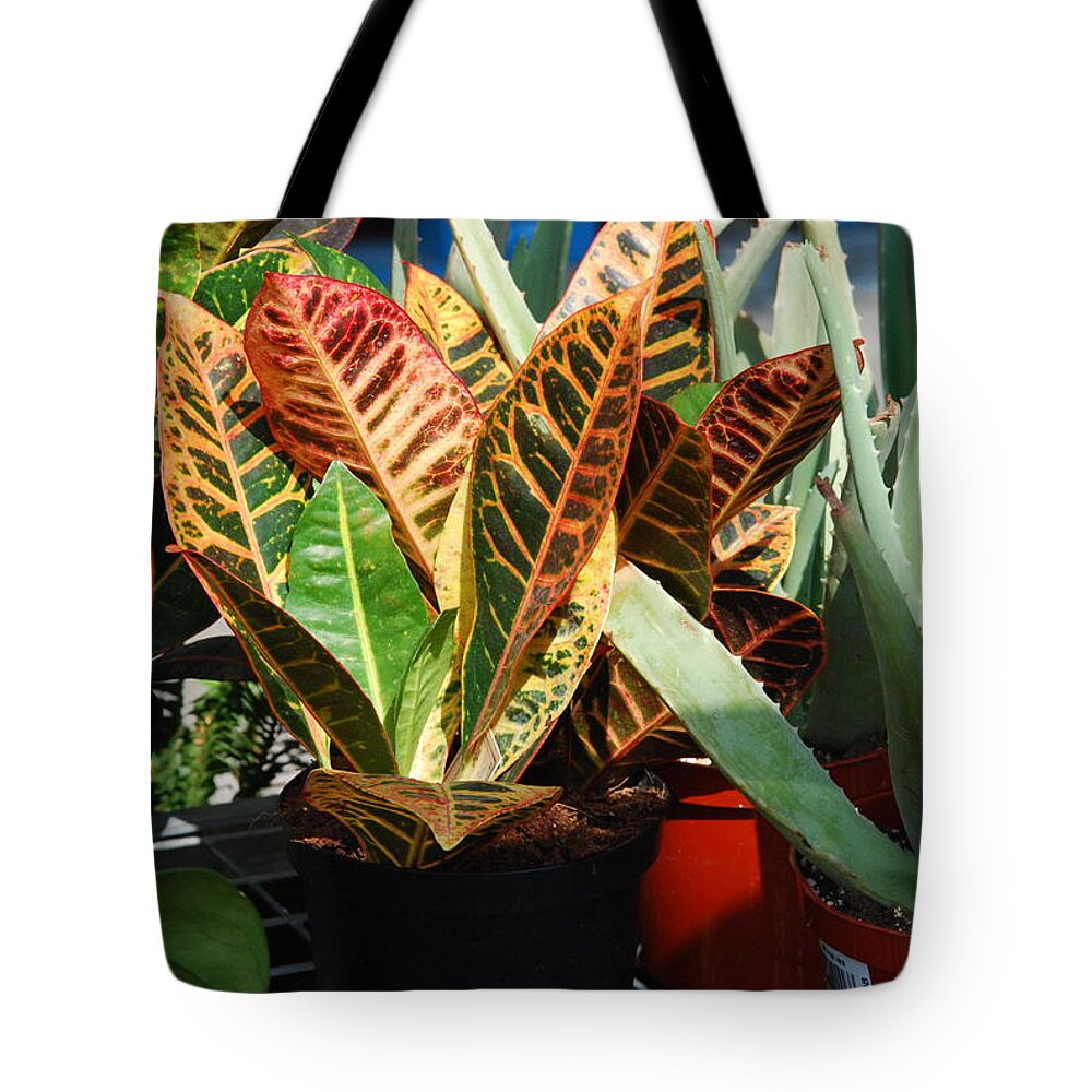Jeremiah Plant Tote Bag featuring the photograph Jeremiah And Aloe by Ee Photography