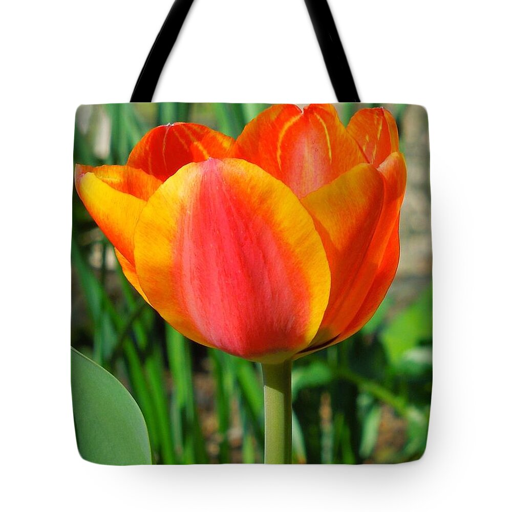 Tulip Tote Bag featuring the photograph Joyful Tulip by Chad and Stacey Hall