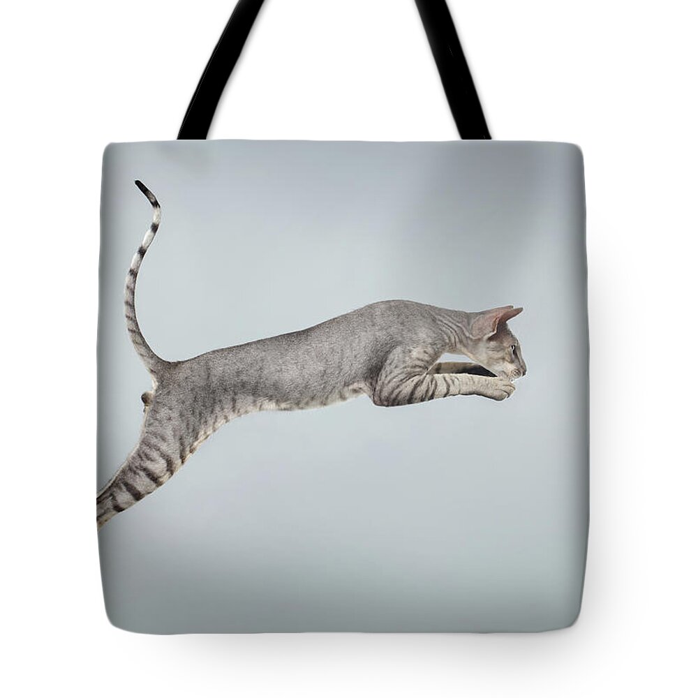 Peterbald Tote Bag featuring the photograph Jumping Peterbald Sphynx Cat on White by Sergey Taran