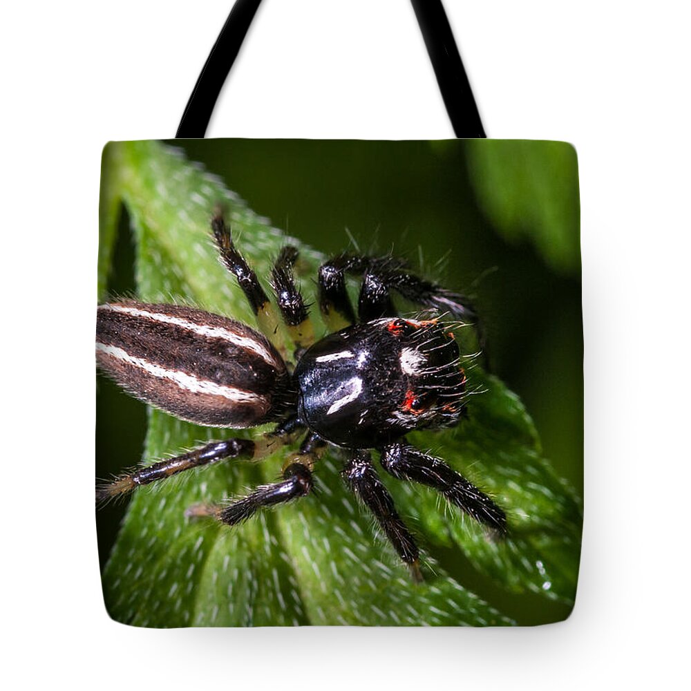 Insect Tote Bag featuring the photograph Jumping Spider on Leaf by Jeff Phillippi