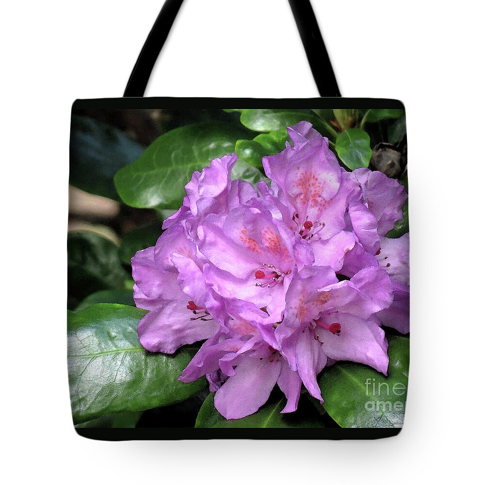 Rhododendron Tote Bag featuring the photograph June Daphnoides by Chris Anderson