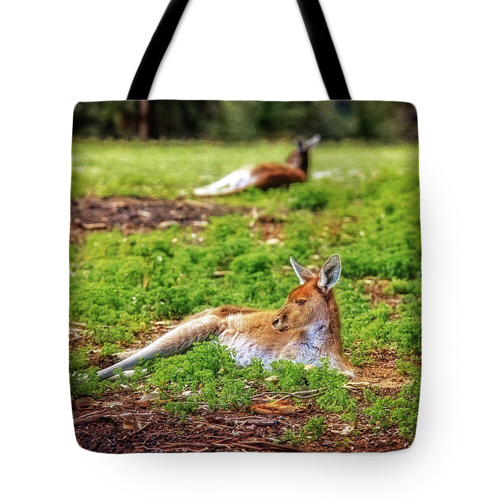 Mad About Wa Tote Bag featuring the photograph Just Chillin, Yanchep National Park by Dave Catley