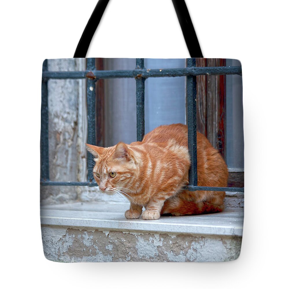 Animal Tote Bag featuring the photograph Just curious cat by Heiko Koehrer-Wagner
