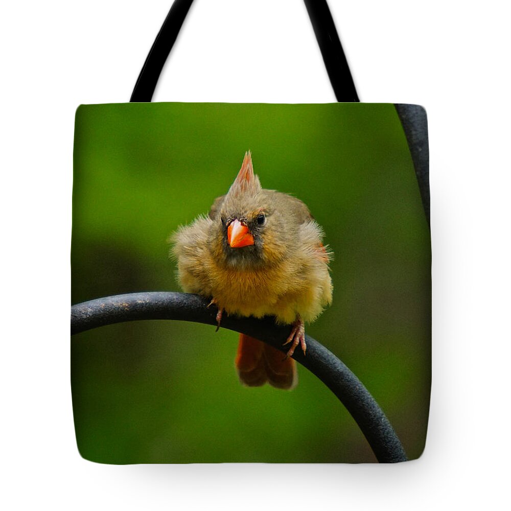 Female Cardinal Tote Bag featuring the photograph Just doing a little feather fluffing by Robert L Jackson