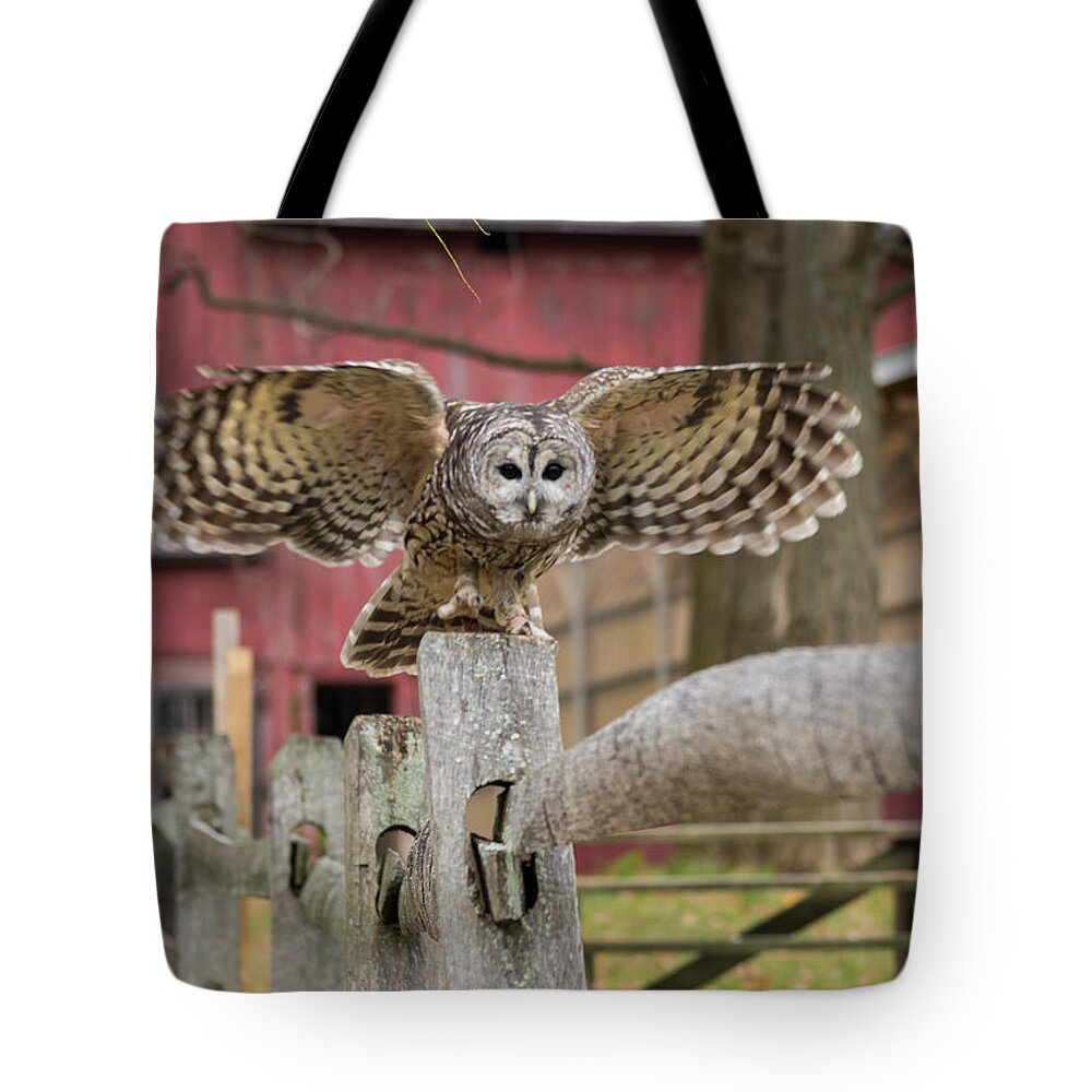 Owl Tote Bag featuring the photograph Just Dropping In by ChelleAnne Paradis