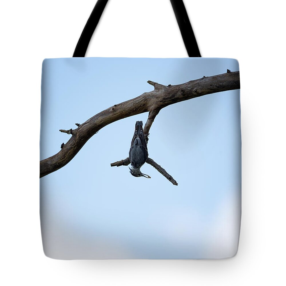 Bird Tote Bag featuring the photograph Just Hanging Around by Holden The Moment