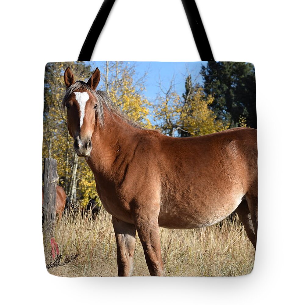 Animal Tote Bag featuring the photograph Horse CR 511 Divide CO by Margarethe Binkley