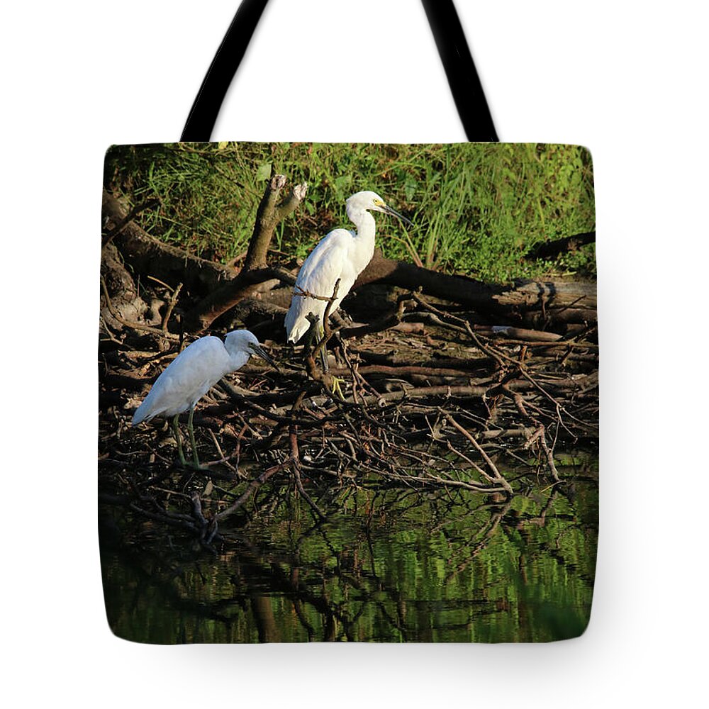 Little Blue Heron Tote Bag featuring the photograph Juv Little Blue Herons Two by Captain Debbie Ritter