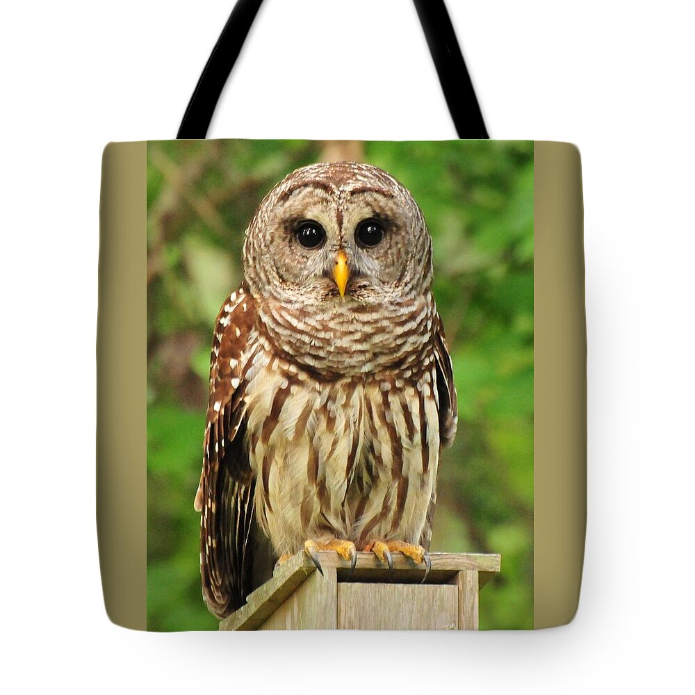 Juvenile Barred Owl Tote Bag featuring the photograph Juvenile Barred Owl by Jack Cushman