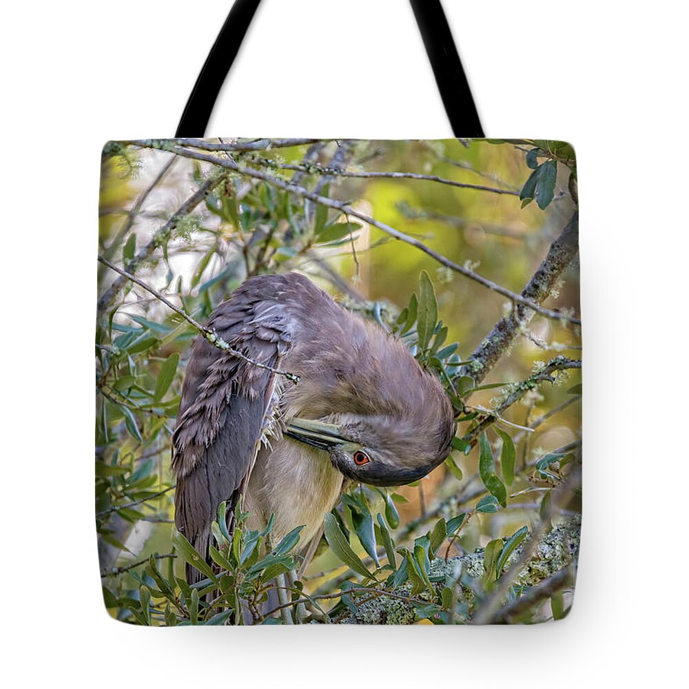 Herons Tote Bag featuring the photograph Juvenile Black Crowned Night Heron Preening by DB Hayes