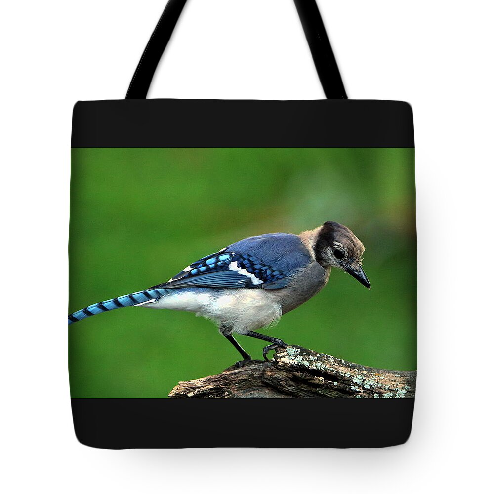 Nature Tote Bag featuring the photograph Juvenile Blue Jay by Sheila Brown