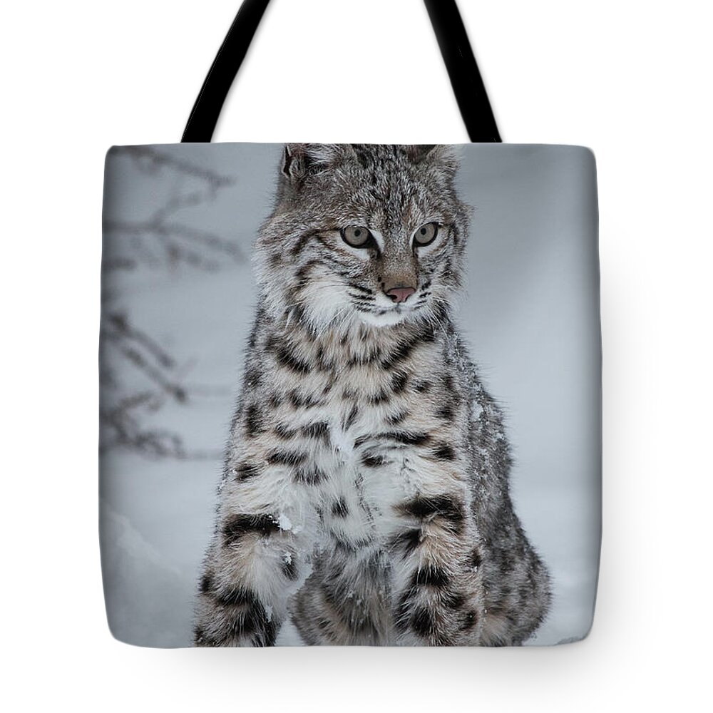 Animal Tote Bag featuring the photograph Juvenile Bobcat in the Snow by Teresa Wilson