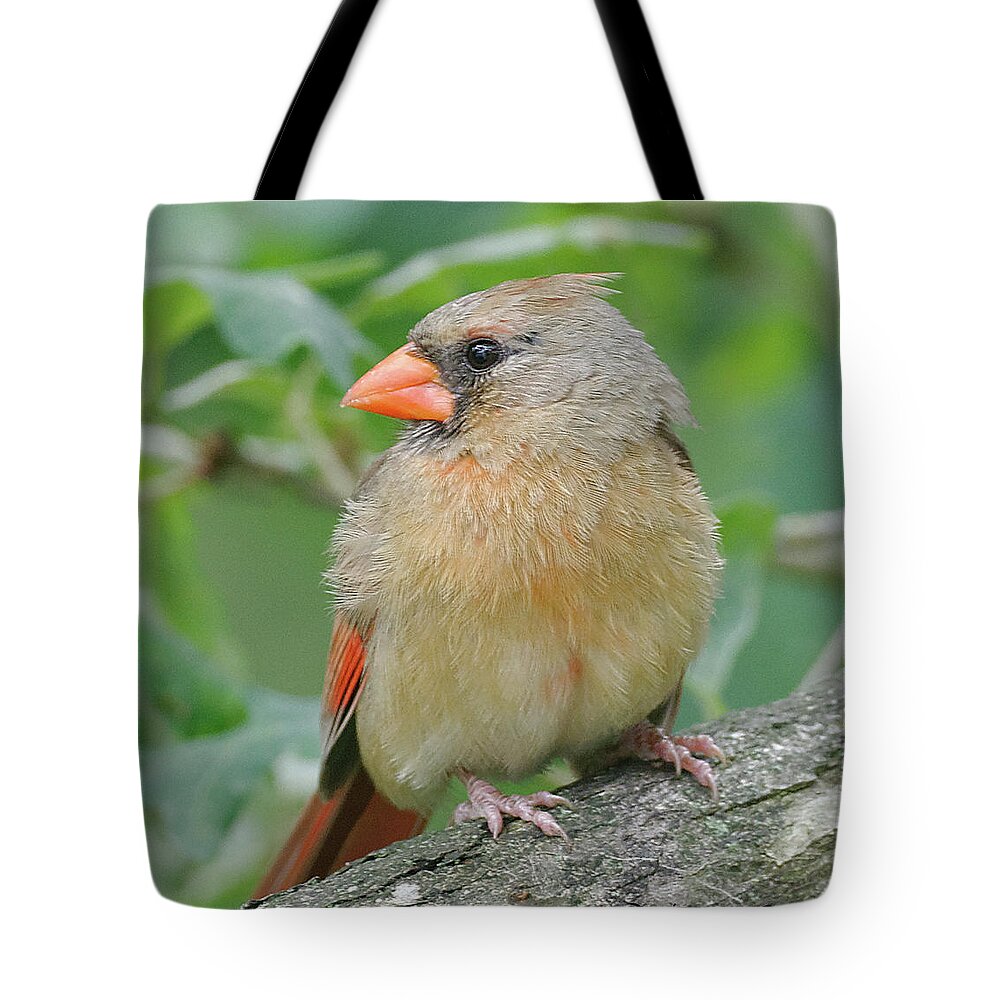 Juvenile Female Cardinal Tote Bag featuring the photograph Juvenile Female Cardinal by Diane Giurco