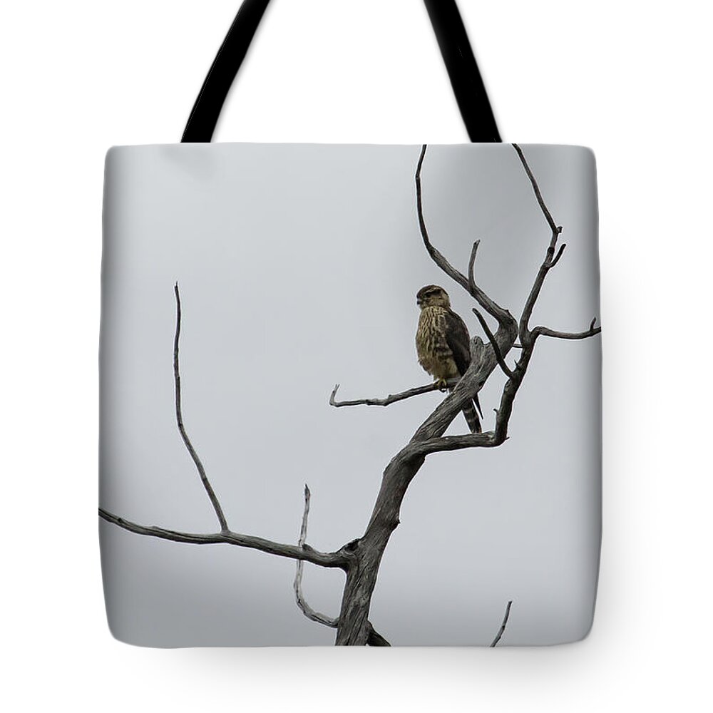 Merlin Tote Bag featuring the photograph Juvenile Female Merlin by Belinda Greb
