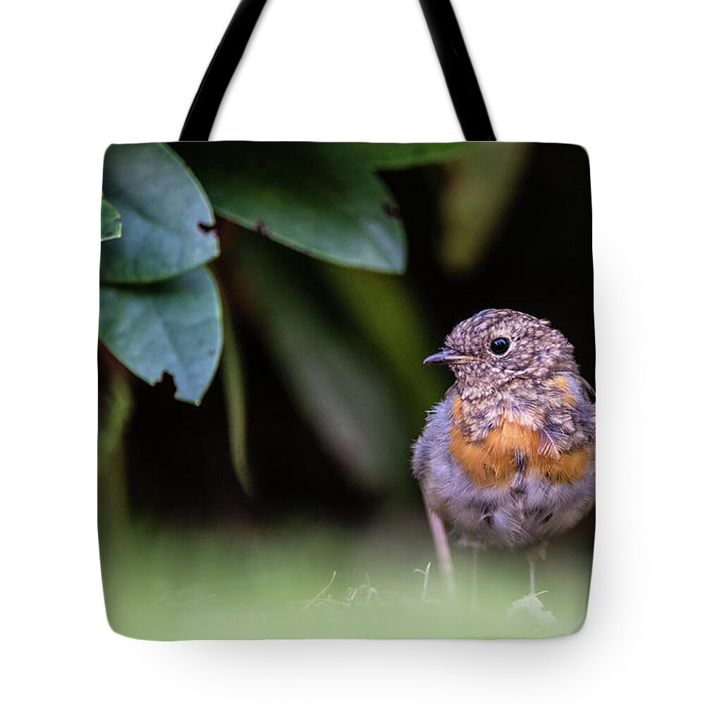 Robin Tote Bag featuring the photograph Juvenile Robin by Torbjorn Swenelius