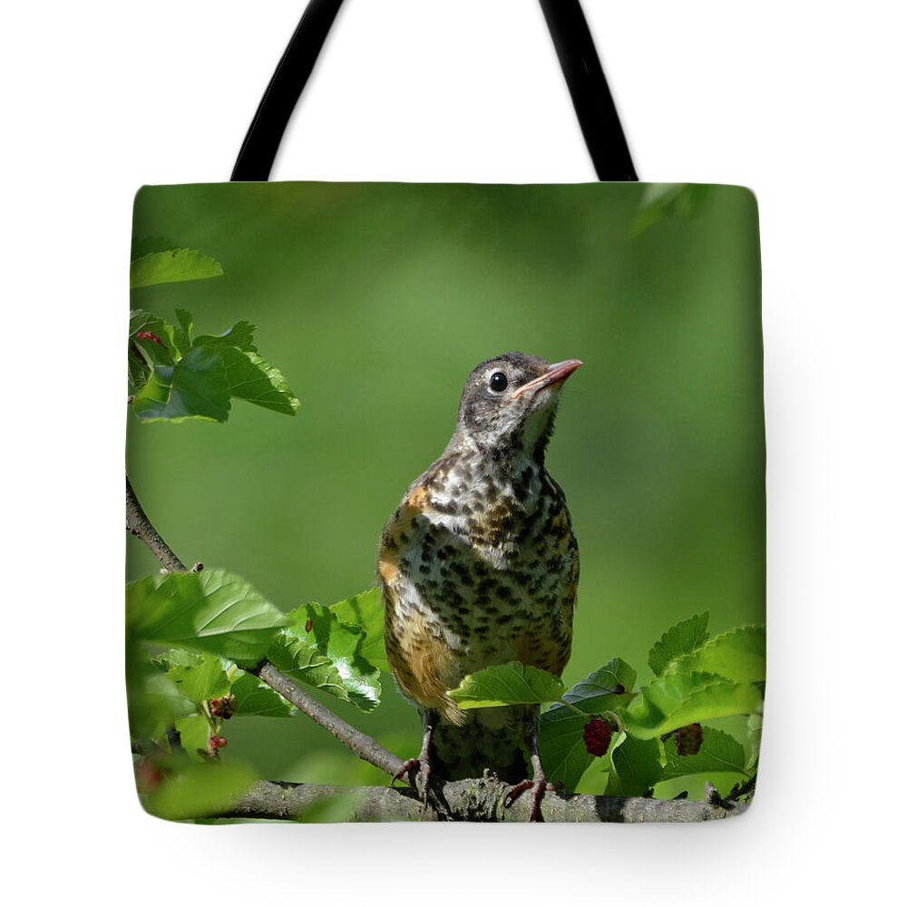 American Tote Bag featuring the photograph Juvenille Robin by Ann Bridges