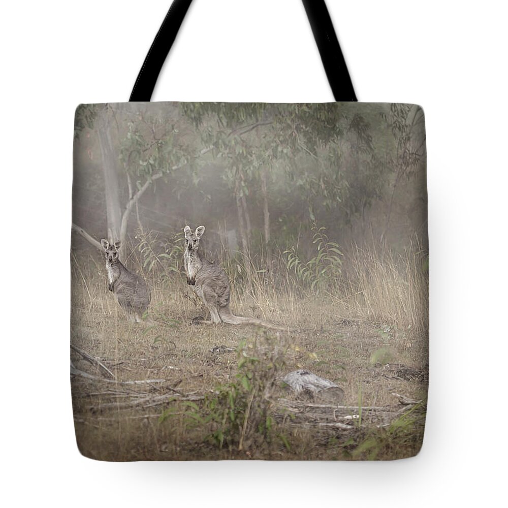 Australia Tote Bag featuring the photograph Kangaroos In The Mist by Az Jackson