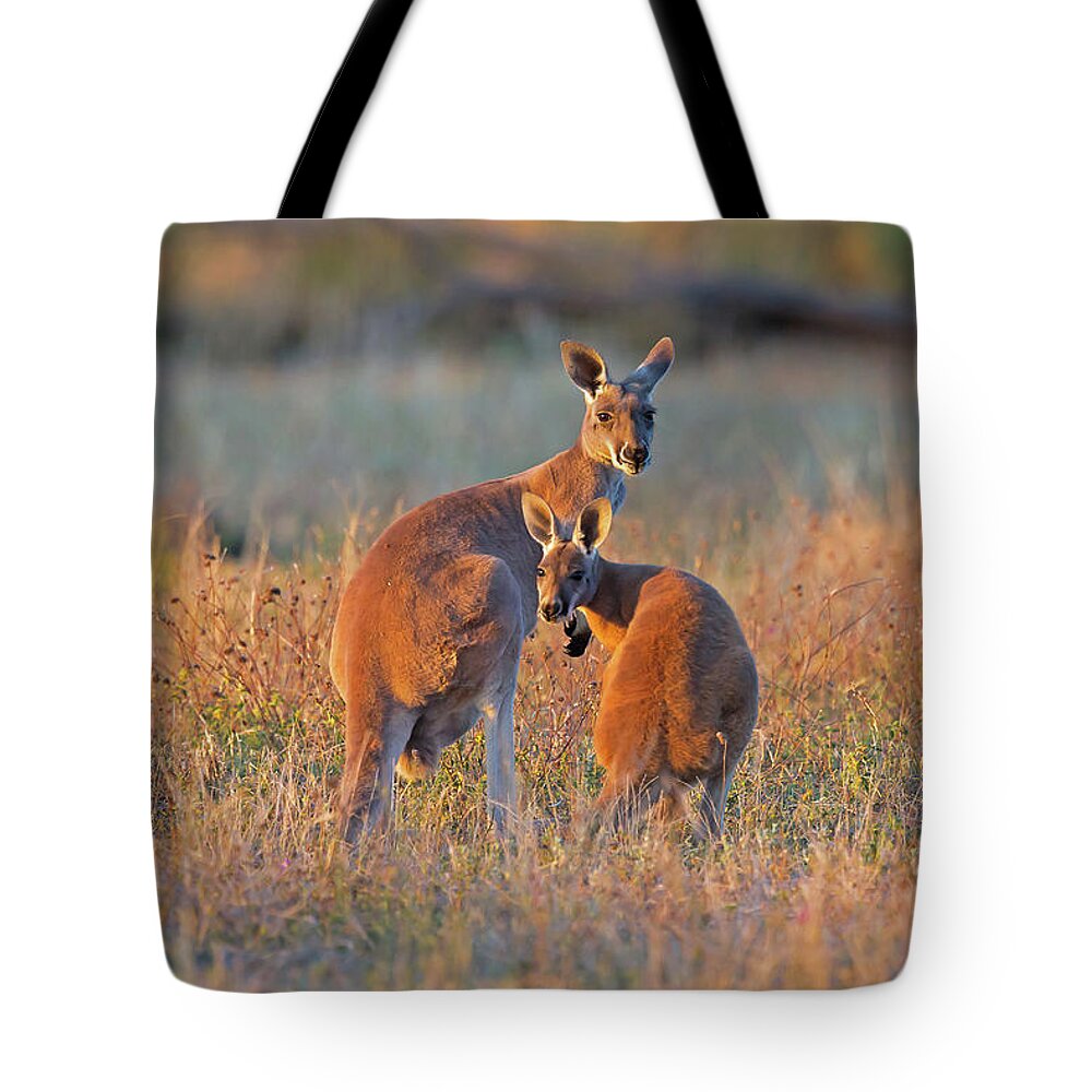 Australia Tote Bag featuring the photograph Kangaroos by Jean-Luc Baron