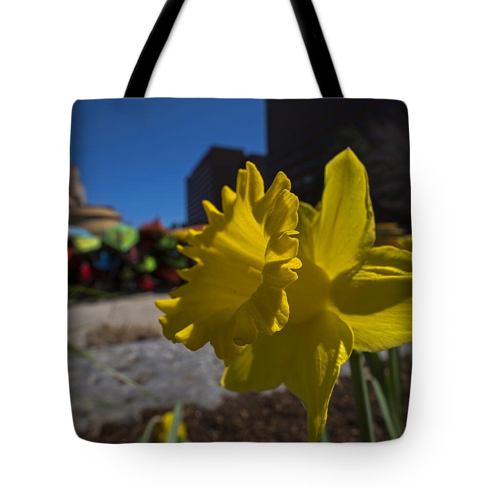 Kayak Tote Bag featuring the photograph Kayak Launch Daffodil Cambridge MA by Toby McGuire
