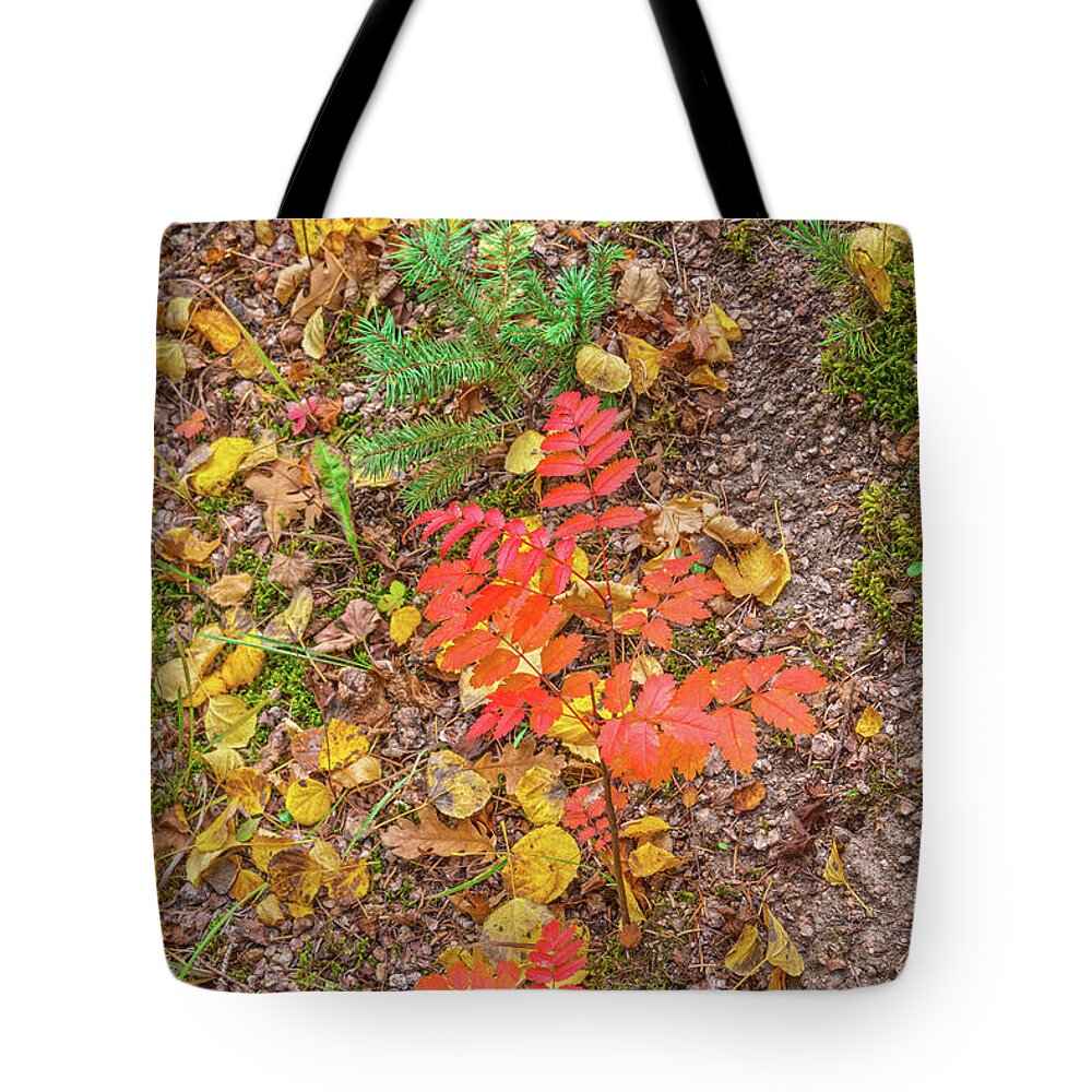 Fall Colors Tote Bag featuring the photograph Keep Your Bowels Empty And Your Mind Full. Tragically, The Opposite Is True In Our Culture. by Bijan Pirnia