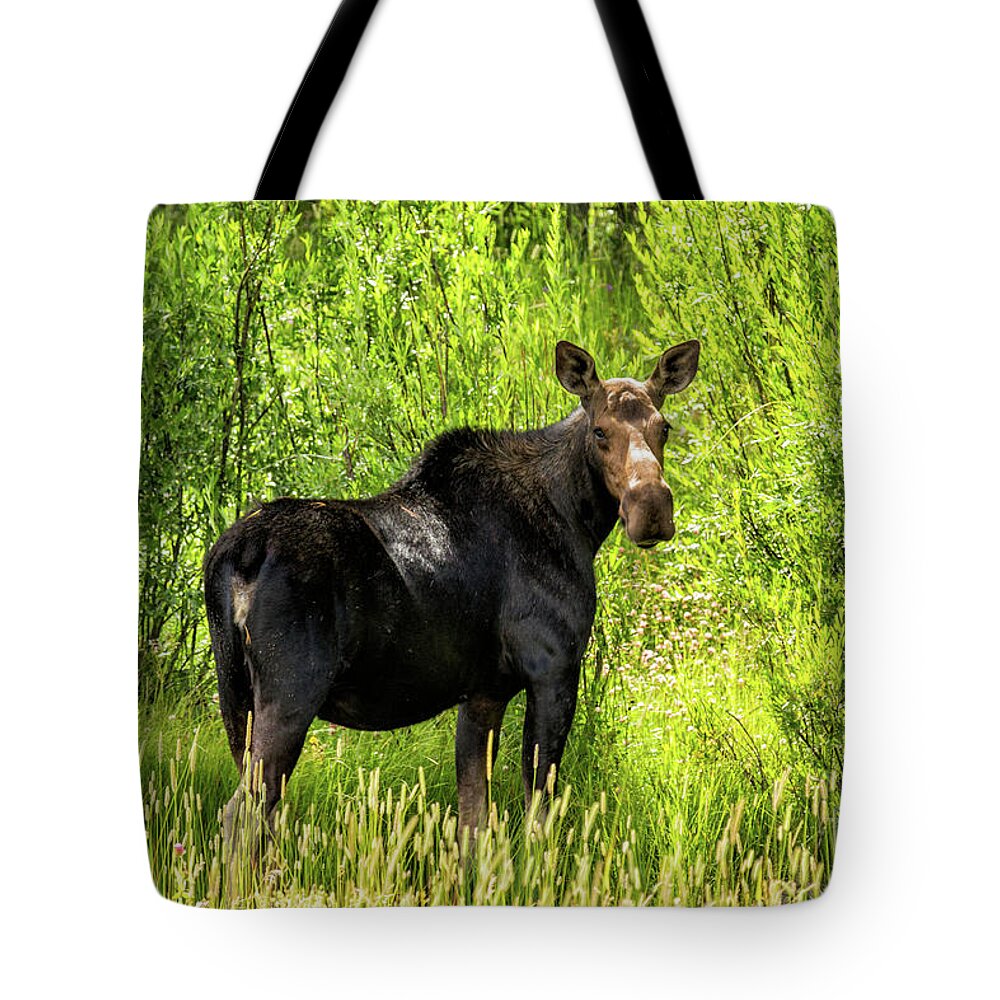 2016 Tote Bag featuring the photograph Keep Your Distance wildlife art by Kaylyn Franks by Kaylyn Franks