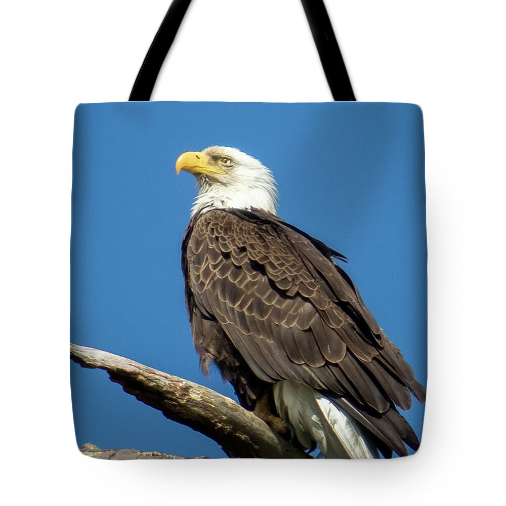 Eagle Tote Bag featuring the photograph Keeping Watch by Eleanor Abramson