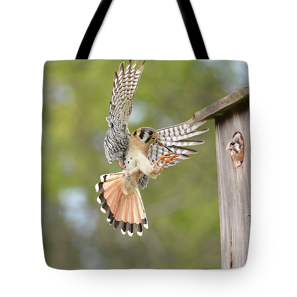 Bird Tote Bag featuring the photograph Kestrel with Dragonfly for Chick by Alan Lenk