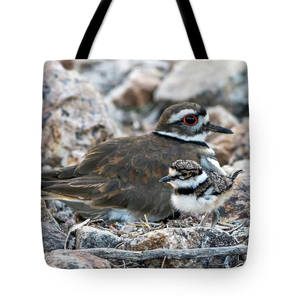 Kildeer Tote Bag featuring the photograph Kildeer Adult and Chick 6019-041818-1cr by Tam Ryan