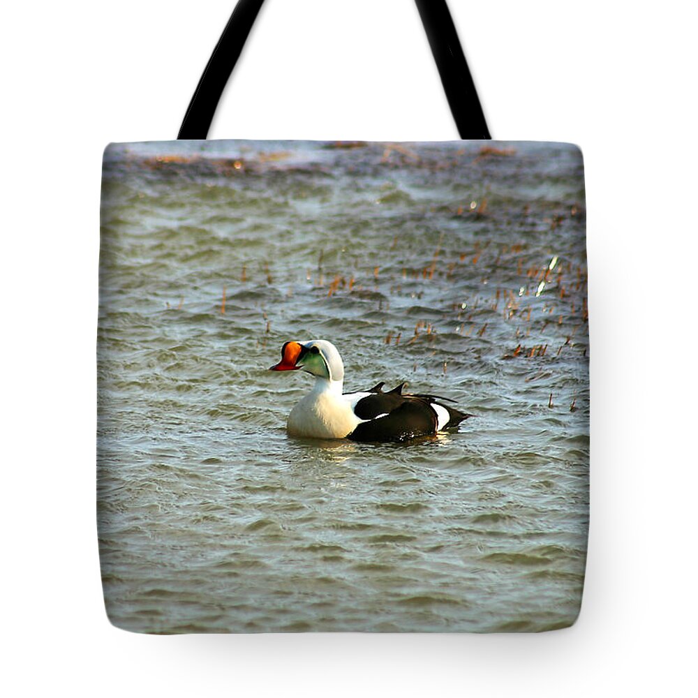 King Eider Tote Bag featuring the photograph King Eider by Anthony Jones