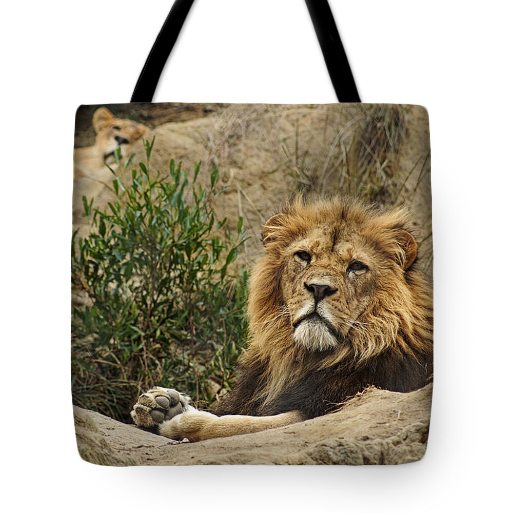Lion Tote Bag featuring the photograph King of the Beasts by Cameron Wood