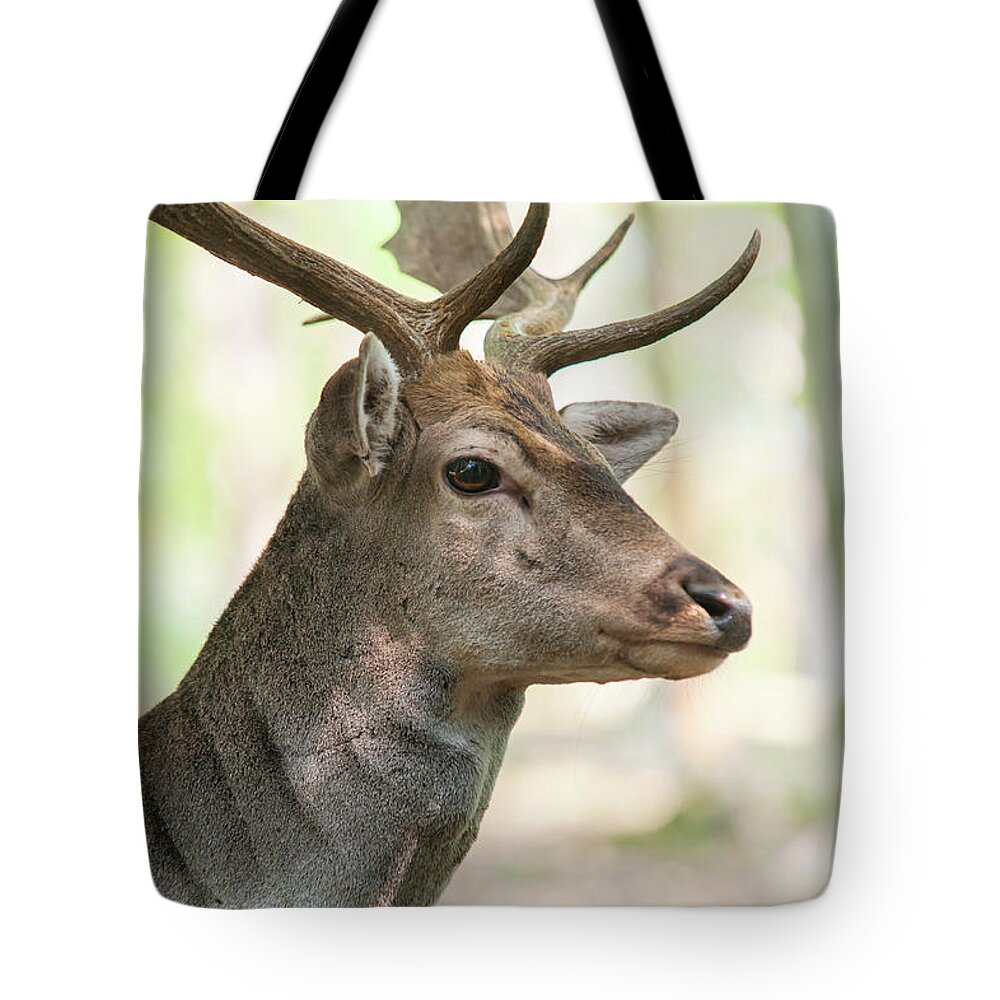 Jenny Rainbow Fine Art Photography Tote Bag featuring the photograph King of the Forest 2 by Jenny Rainbow