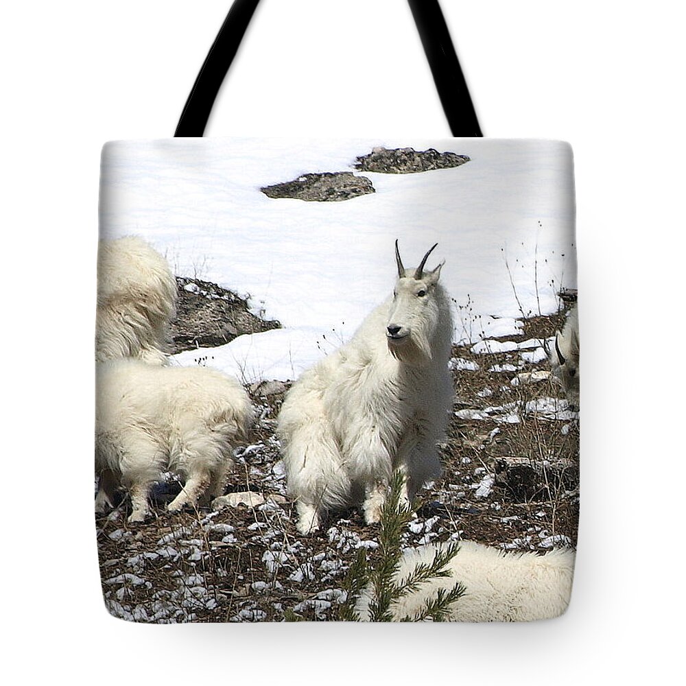 Mountain Goats Tote Bag featuring the photograph King Of The Hill by DeeLon Merritt