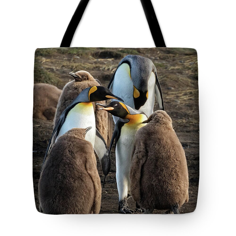 King Tote Bag featuring the photograph King Penguins and their young by Steven Upton