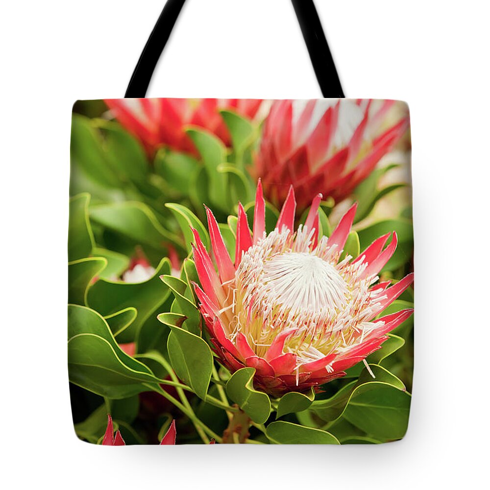 King Protea Tote Bag featuring the photograph King Protea flowers by Simon Bratt
