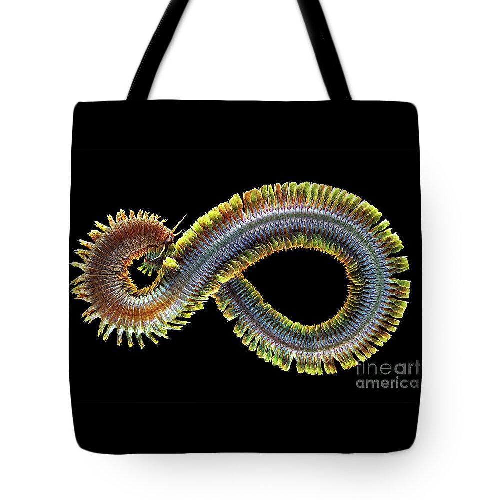 King Ragworm Tote Bag featuring the photograph King Ragworm - Alitta virens by Doc Braham