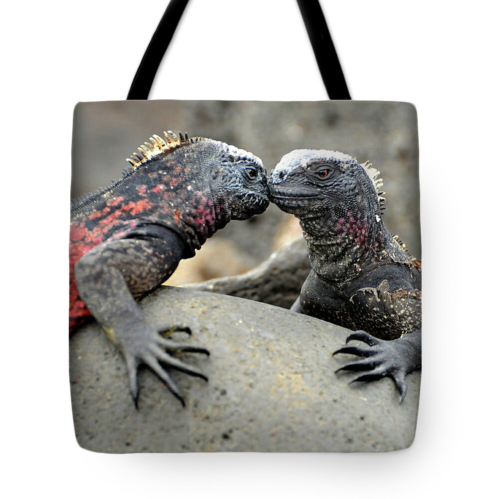 Iguana Tote Bag featuring the photograph Kissing Iguanas by Ted Keller