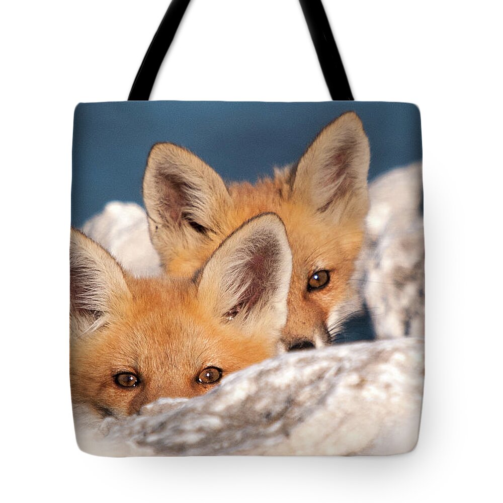 Fox Tote Bag featuring the photograph Kits by Steve Stuller
