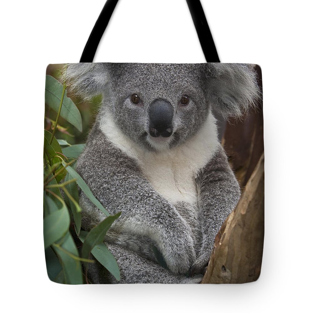 00446165 Tote Bag featuring the photograph Koala by Zssd