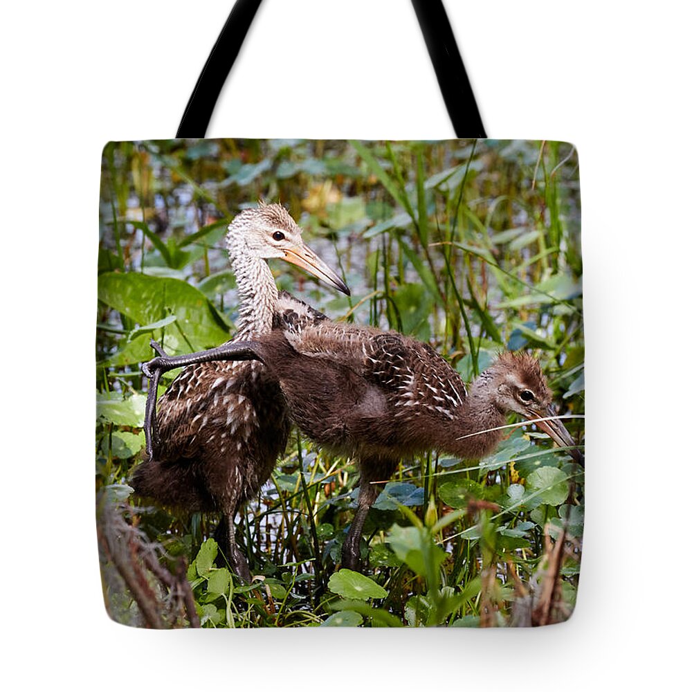 Limpkin Tote Bag featuring the photograph Kung-fu Limpkins by David Beebe