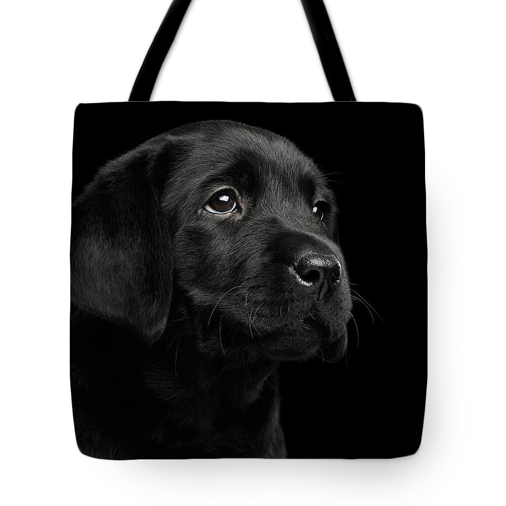 Puppy Tote Bag featuring the photograph Labrador Retriever puppy isolated on black background by Sergey Taran