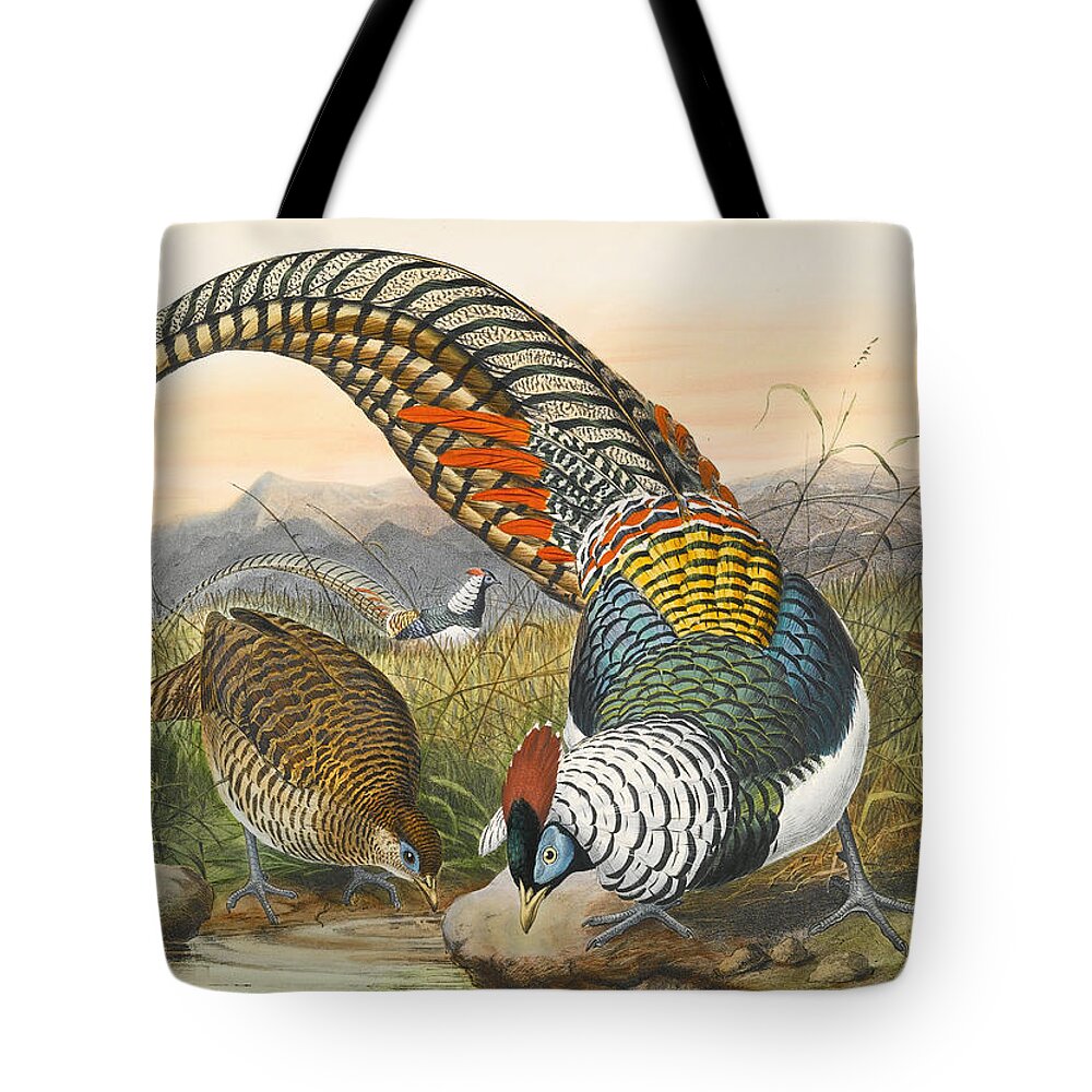 Joseph Wolf Tote Bag featuring the drawing Lady Amherst's pheasant. Chrysolophus amherstiae by Joseph Wolf