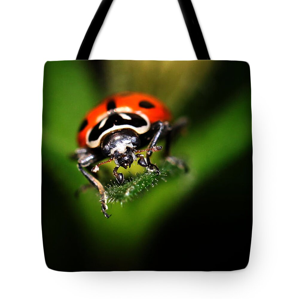 Lady Bug Tote Bag featuring the photograph Lady Bug 2 by Darcy Dietrich