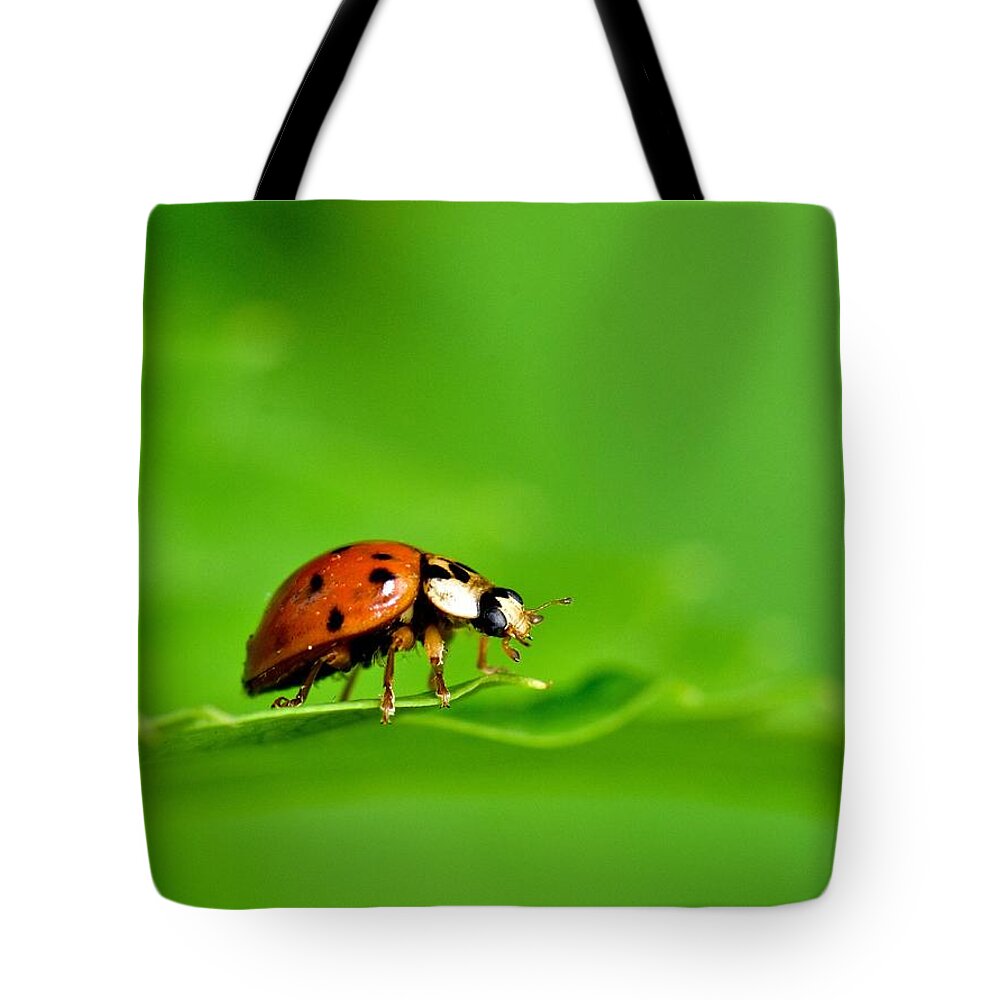 Wall Art Tote Bag featuring the photograph Lady Bug by Jeffrey PERKINS
