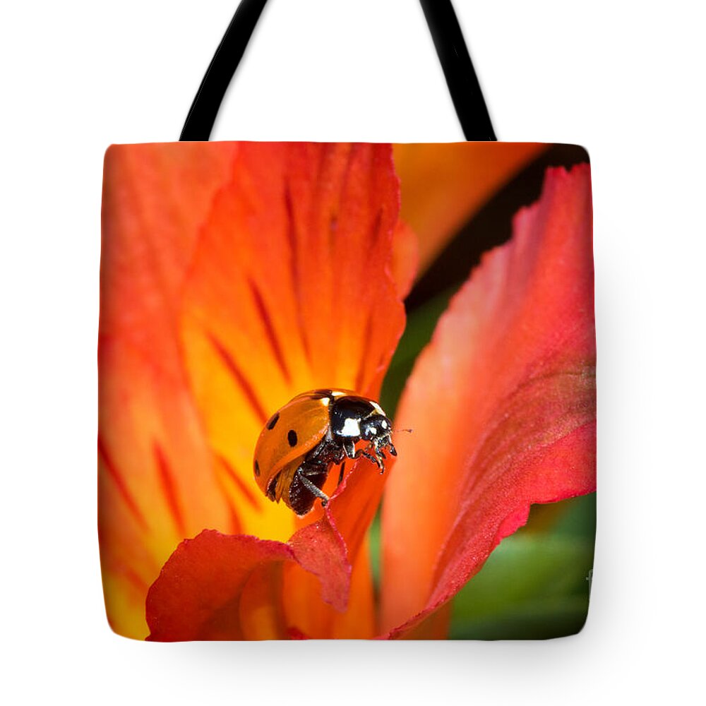 Ladybug Tote Bag featuring the photograph Ladybug And Lily by Mimi Ditchie