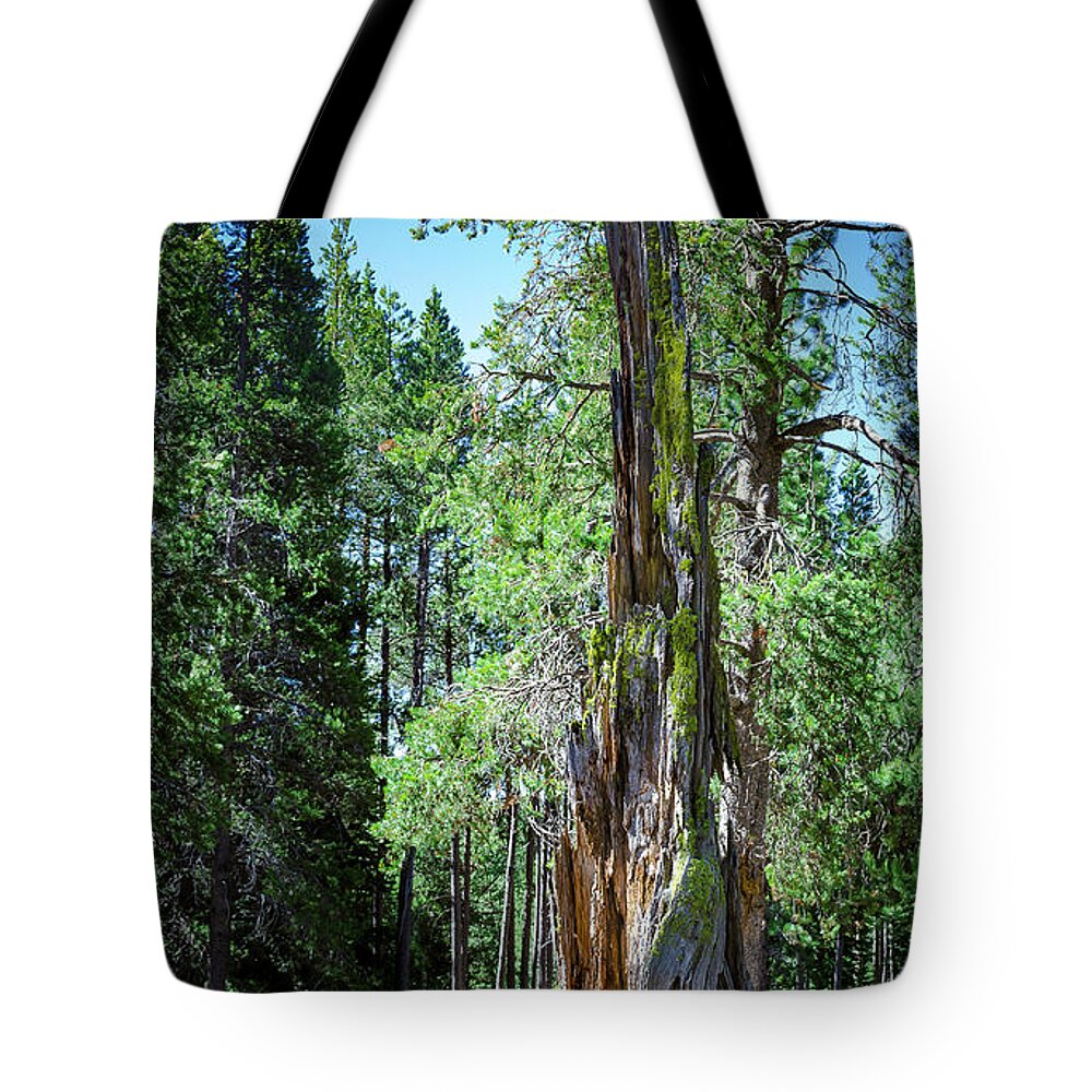 Celio Ranch Tote Bag featuring the photograph Lake Tahoe Tree by Rick Mosher