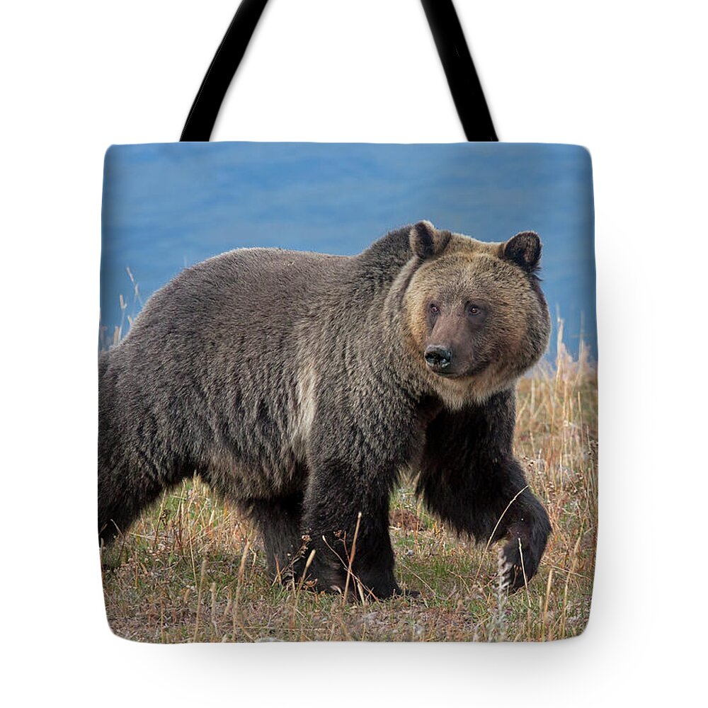 Mark Miller Photos Tote Bag featuring the photograph Lakeside Grizzly by Mark Miller